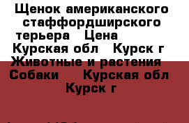 Щенок американского стаффордширского терьера › Цена ­ 1 500 - Курская обл., Курск г. Животные и растения » Собаки   . Курская обл.,Курск г.